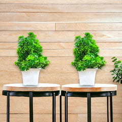 Mini Green Faux Topiary for Office Table, Bookshelf, Kitchen Cabinet (set of 2)