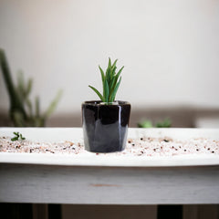 Artificial Mini Succulent Plants with Black ceramic pot