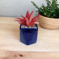 Artificial Mini Succulent Plants with Blue ceramic pot