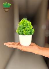 Artificial Small Pine Plants for Home Decor Bathroom Office Set of 2