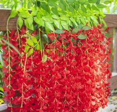 Pack of 6  Artificial Wisteria Vine , Wisteria flower Hanging ( Red )