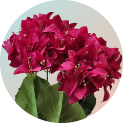 Artificial Bougainvillea Flower Bunch